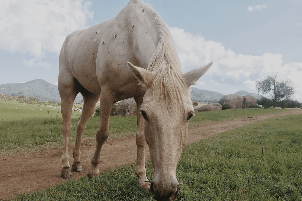 A white horse grazes on a grassy path with mountains in the background.